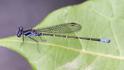 Argia pulla (Purple Dancer) male.jpg